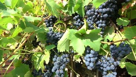 Bunches of ripe grapes Stock Footage 88556691