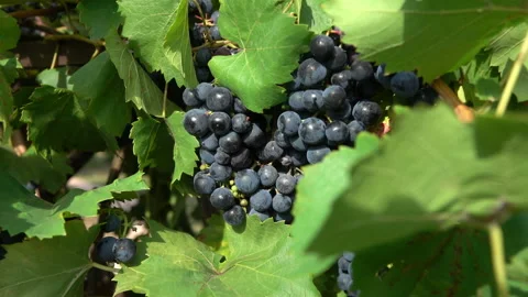 Bunches of ripe grapes Stock Footage 88556919