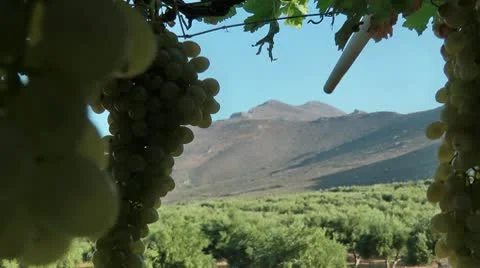 Bunches of ripe grapes on the vine Stock Footage 8985657