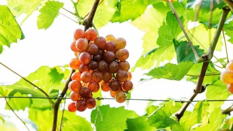 Bunches of ripe grapes in a vineyard. Stock Photos