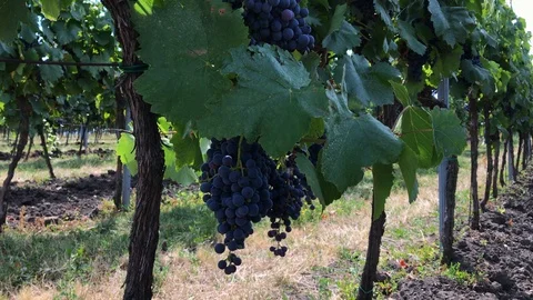 Bunches of ripe vine grape in row at vineyard Stock Footage 93665039
