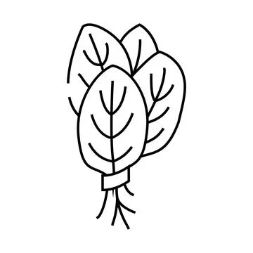 Bunches spinach line icon vector illustration Stock Illustration