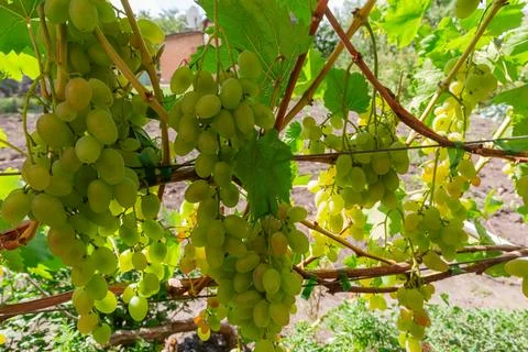 Bunches of white grape on grapevine on vineyard at sunny Stock Photos