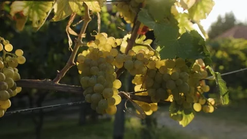 Bunches of white grapes - close-up. Stock Footage 262254829