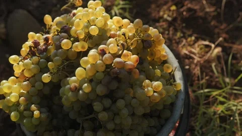 Bunches of white grapes - close-up. Stock Footage 262254885