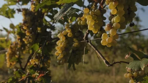 Bunches of white grapes - close-up. Stock Footage 262255370