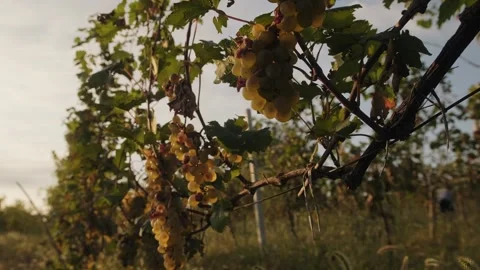 Bunches of white grapes - close-up. Stock Footage 262255537