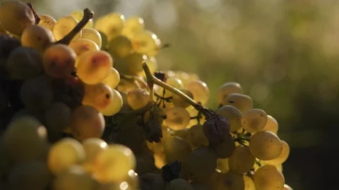Bunches of white grapes - close-up. Stock Footage 262255694