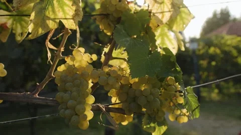 Bunches of white grapes - close-up. Stock Footage 262255979