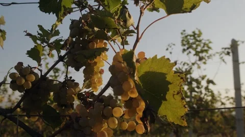 Bunches of white grapes - close-up. Stock Footage 262256107