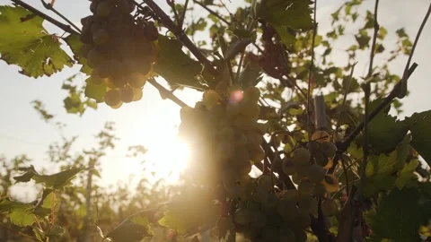 Bunches of white grapes - close-up. Stock Footage 262256156