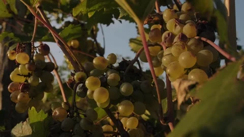 Bunches of white grapes - close-up. Stock Footage 262256250