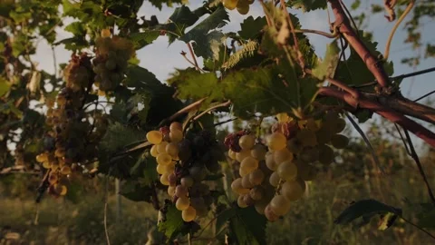 Bunches of white grapes - close-up. Stock Footage 262256282