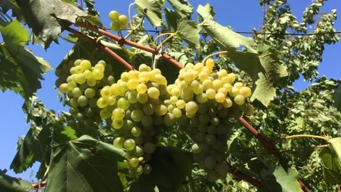BUNCHES OF WHITE GRAPES MOVED BY THE WIND Stock Footage 143735429