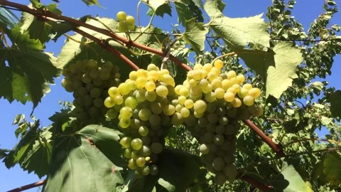 BUNCHES OF WHITE GRAPES MOVED BY THE WIND Stock Footage 148172015