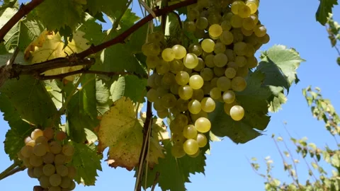 BUNCHES OF WHITE GRAPES MOVED BY THE WIND Stock Footage 257460173