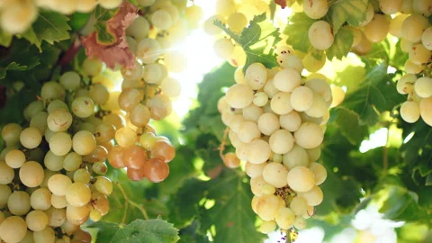 Bunches of white grapes on the vine Stock-Footage 204924833