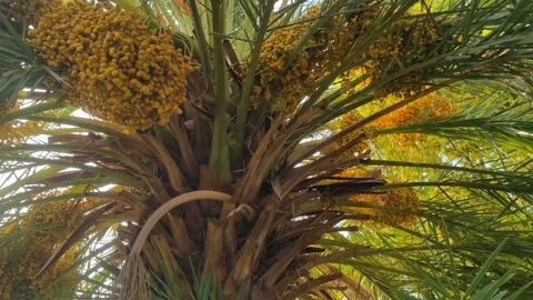 Bunches Of Yellow Dates On Date Palm Tree Stock Footage 281085896