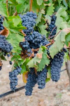 Bunchs of grapes Stock Photos