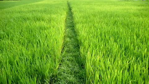 Bund ricefield Stock Footage 228438568