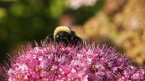 Bundle Of 8 Slow Motion Macro Footage Of Bumblebee On Beautiful Pink Flower 스톡 동영상 112107394