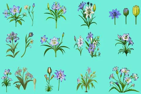 A bundle of African lilies vector illustration. Stock Illustration