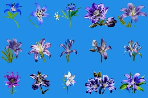 A bundle of African lilies vector illustration. Stock Illustration