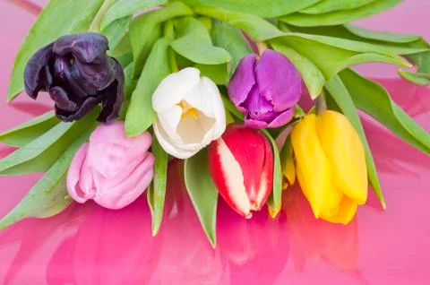 Bundle of assorted dutch tulips Stock Photos