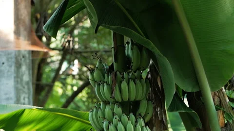 Bundle of bananas growing on a green tree Stock-Footage 106080577