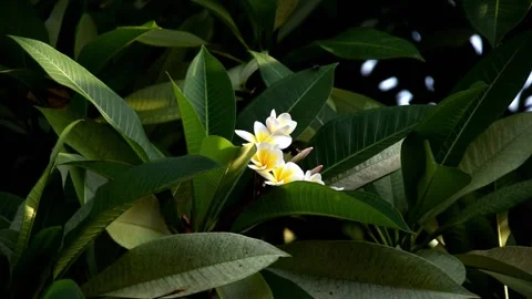 Bundle of beautiful white  and yellow flowers swaying with a breeze Stock Footage 282341887