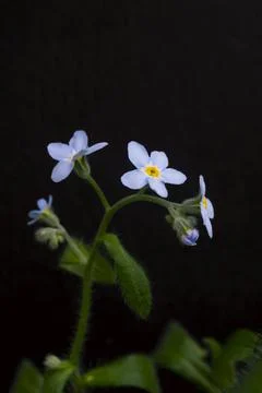 Bundle of blue forget me not flowers on black background Stock-Fotos