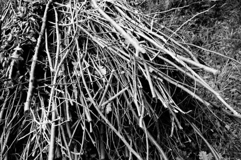 Bundle of branches in black and white Stock Photos