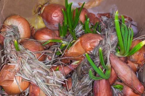 Bundle of bulb onion with several sprouted bulbs close-up Stock Photos