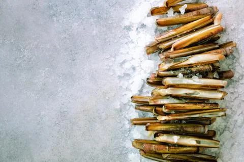 Bundle, bunch of fresh razor clams on ice, grey concrete background. Copy space Stock Photos