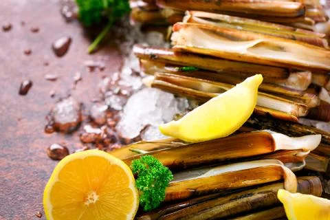 Bundle, bunch of fresh razor clams on ice, dark concrete background, lemon Stock Photos