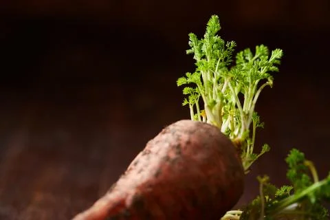 Bundle of carrots with soil over rustic wooden background, side view, close-up Stock Photos