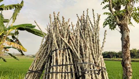 A bundle of cassava tree trunks to be planted as seedlings with a cutting s.. 库存照片