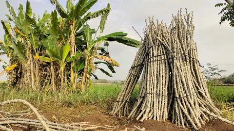 A bundle of cassava trees that will be planted as seedlings with a cutting .. 写真素材