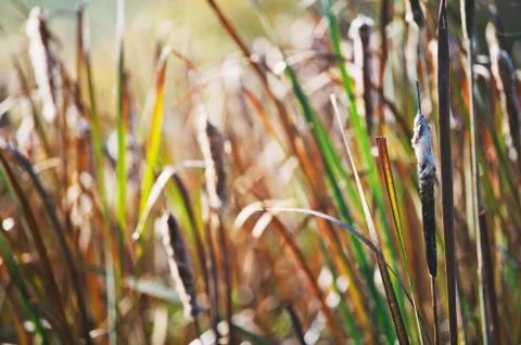 A bundle of cattails in a marshland Stock Photos