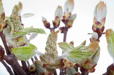 Bundle of chestnut buds closeup on white background Stock Photos