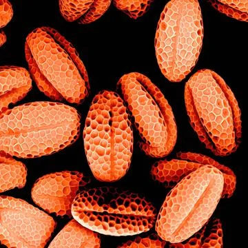 Bundle of chives pollen observed in a scanning electron microscope Stock Photos