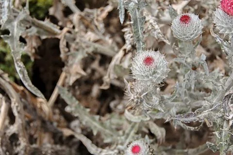 Bundle of Cobwebby Thistles Foto stock