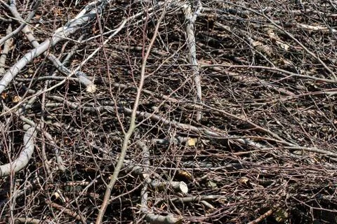 Bundle of cut wood Stock Photos