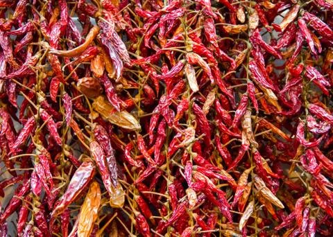 Bundle of dried red hot pepper Stock Photos