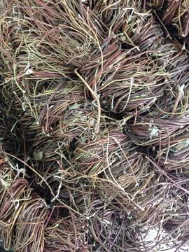 Bundle of dried vines with twisted texture Stock Photos