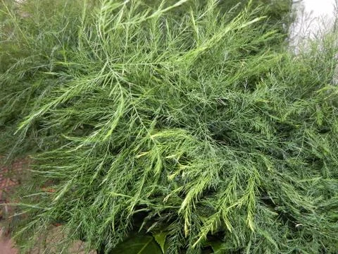 Bundle of ferns Stock Photos