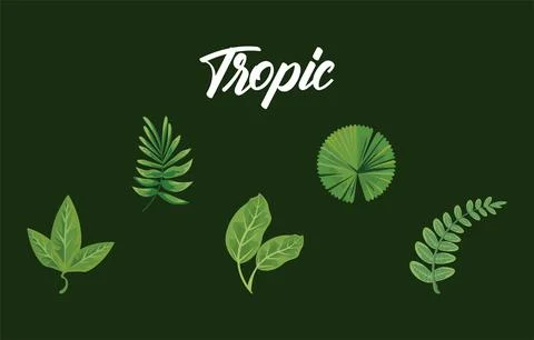 Bundle of four leaves plants green nature icons and tropic lettering Stock Illustration