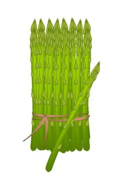 Bundle of fresh green asparagus on white background イラスト素材