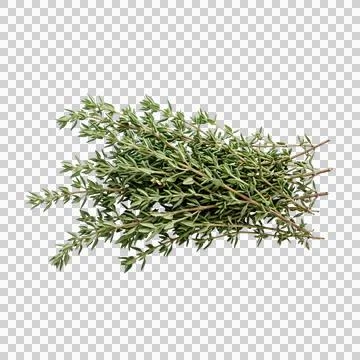Bundle of fresh green thyme branches isolated on transparent background herb. Фото