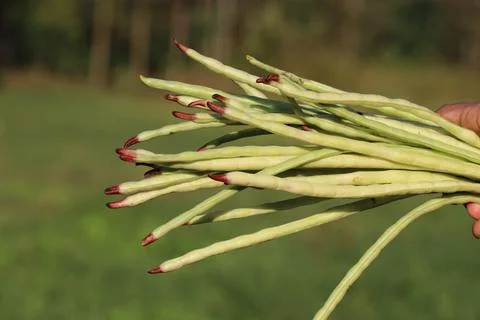 Bundle of fresh organic yard long beans with showers of sunlight on nature Stock Photos